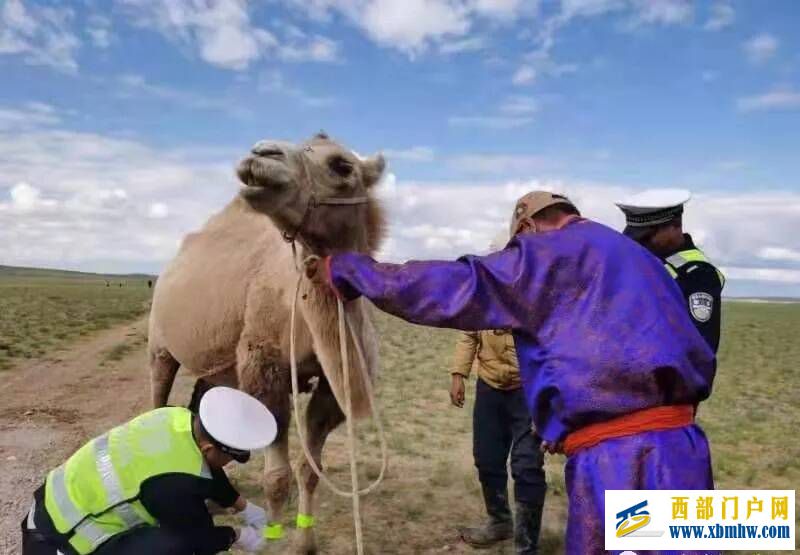 内蒙古巴彦淖尔为骆驼戴上反光腿带(图1) 内蒙古巴彦淖尔为骆驼戴上反光腿带(图1)