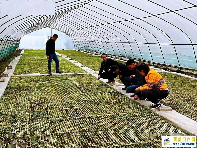 重庆石柱县支行助力“石柱红”辣椒种业高质量发展(图1) 重庆石柱县支行助力“石柱红”辣椒种业高质量发展(图1)