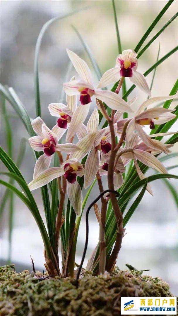 丽江红(图4) 丽江红(图4)