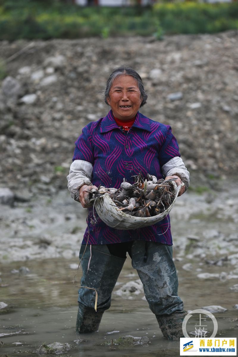 重庆彭水：春日种藕正当时(图1)