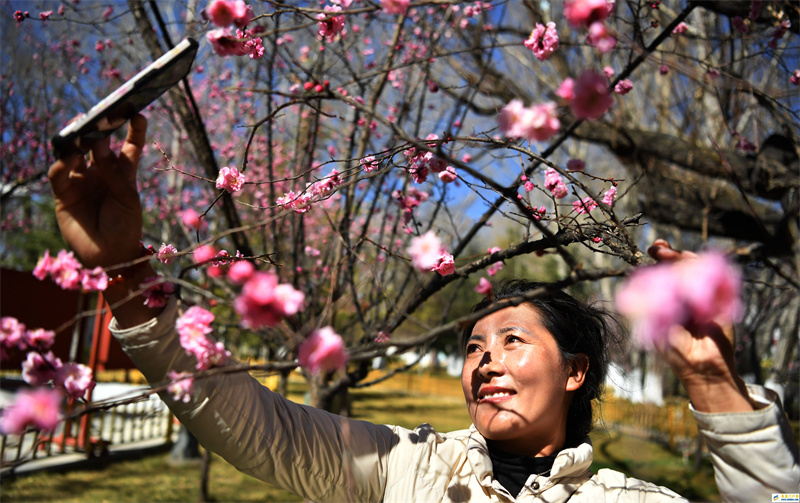 春到拉萨(图2) 春到拉萨(图2)