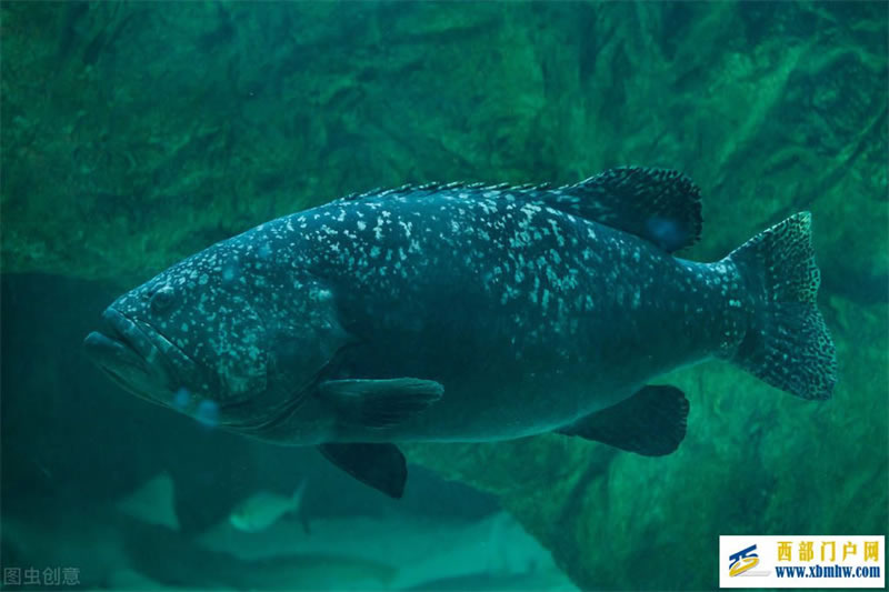 海底大型石斑鱼,没牙齿生吞1.2米的小鲨鱼,真有“老大”风范(图1) 海底大型石斑鱼,没牙齿生吞1.2米的小鲨鱼,真有“老大”风范(图1)