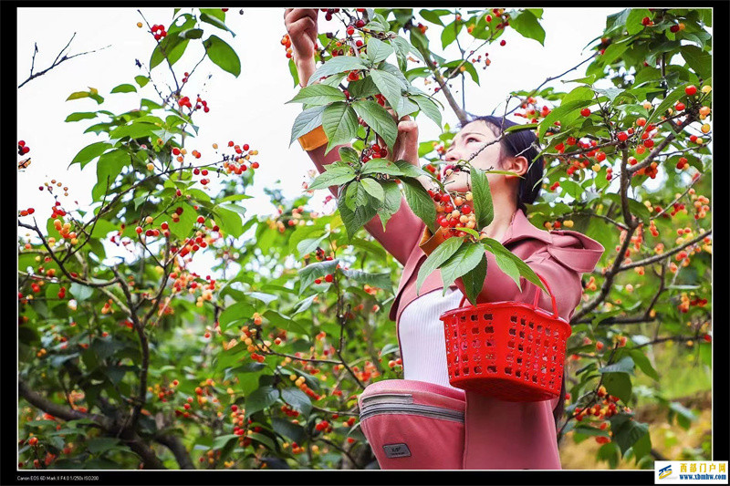 璧山樱桃红满枝采摘游玩正当时(图1) 璧山樱桃红满枝采摘游玩正当时(图1)