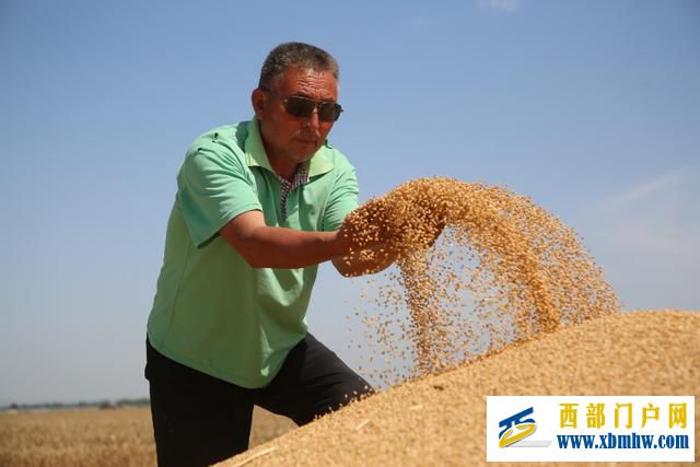 “渭麦9号”示范田平均亩产601.6公斤(图4) “渭麦9号”示范田平均亩产601.6公斤(图4)