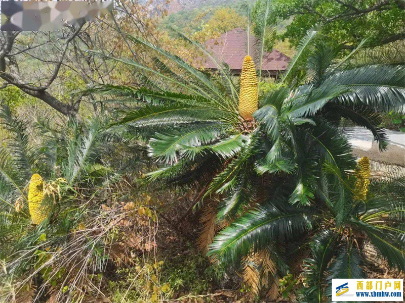 速来围观!又到攀枝花苏铁开花季(图1) 速来围观!又到攀枝花苏铁开花季(图1)