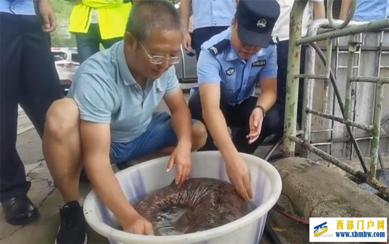 罕见!四川攀枝花发现1.27米长“娃娃鱼”,已放归天然水域(图1) 罕见!四川攀枝花发现1.27米长“娃娃鱼”,已放归天然水域(图1)