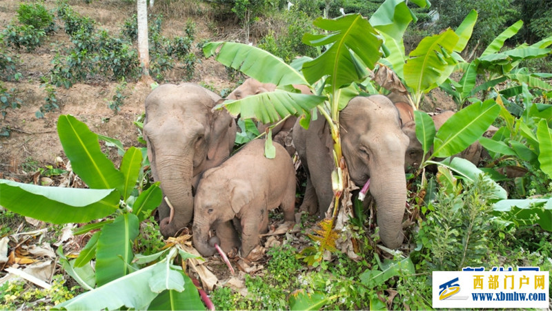 云南江城:野生亚洲象集体炫“团圆饭”(图2) 云南江城:野生亚洲象集体炫“团圆饭”(图2)