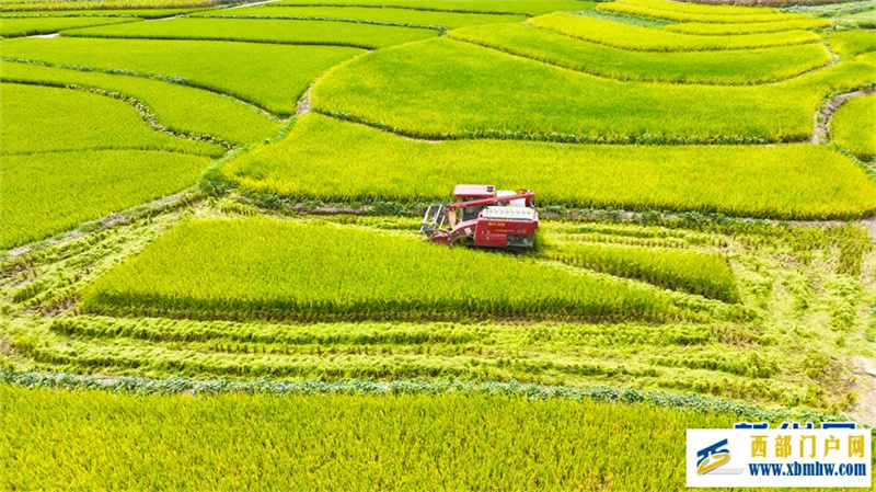 重庆永川:早稻飘香好“丰”光(图4) 重庆永川:早稻飘香好“丰”光(图4)