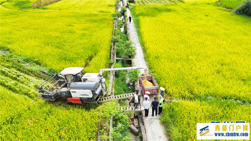 重庆永川:早稻飘香好“丰”光(图5) 重庆永川:早稻飘香好“丰”光(图5)