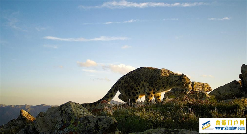 祁连山区红外相机拍摄到雪豹清晰影像(图1)