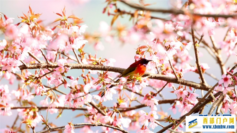 云南施甸：冬樱绽放美如画(图1)