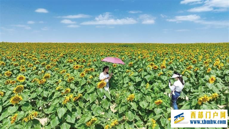 兰州新区3500亩向日葵盛放(图1)