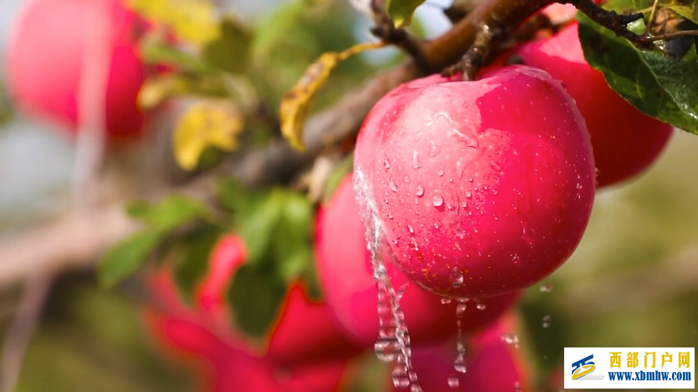 陕西洛川：红色热土上的“苹果之乡”(图3)