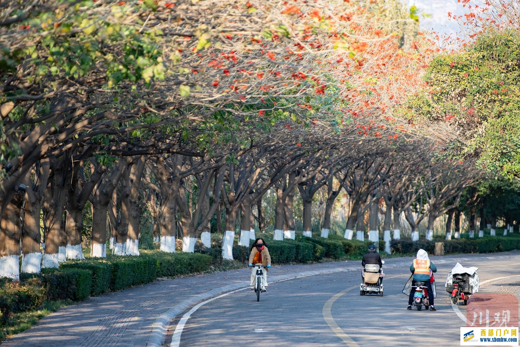 西昌邛海喊你来过“暖冬” 骑上单车闯入一片刺桐花海(图2)