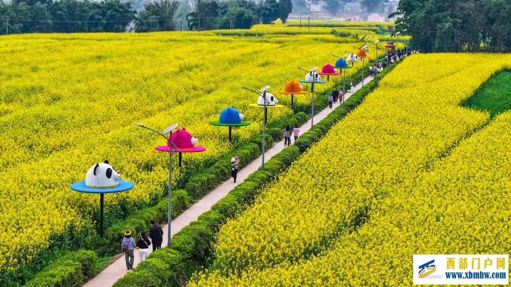 重庆潼南：油菜花开迎客来(图1)