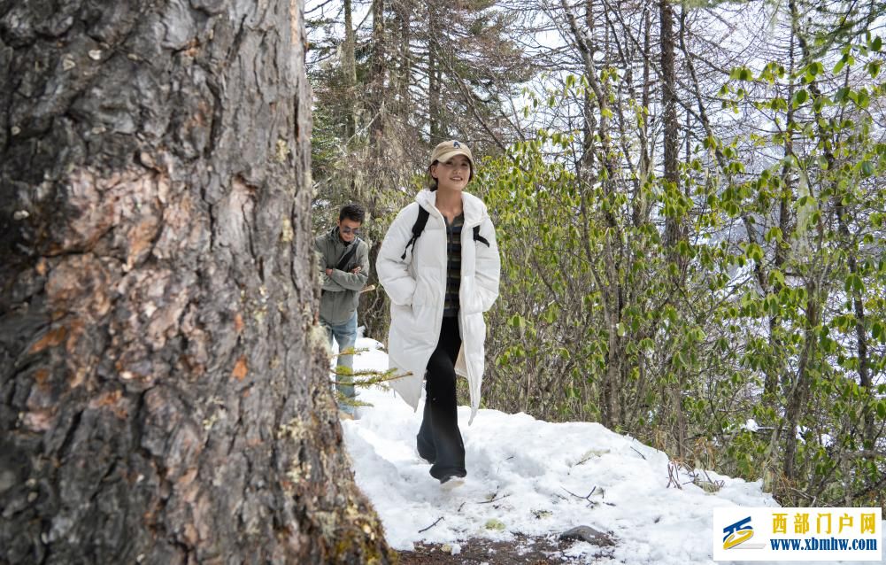 西藏白普隆沟：在漫天风雪中追寻春天(图3)
