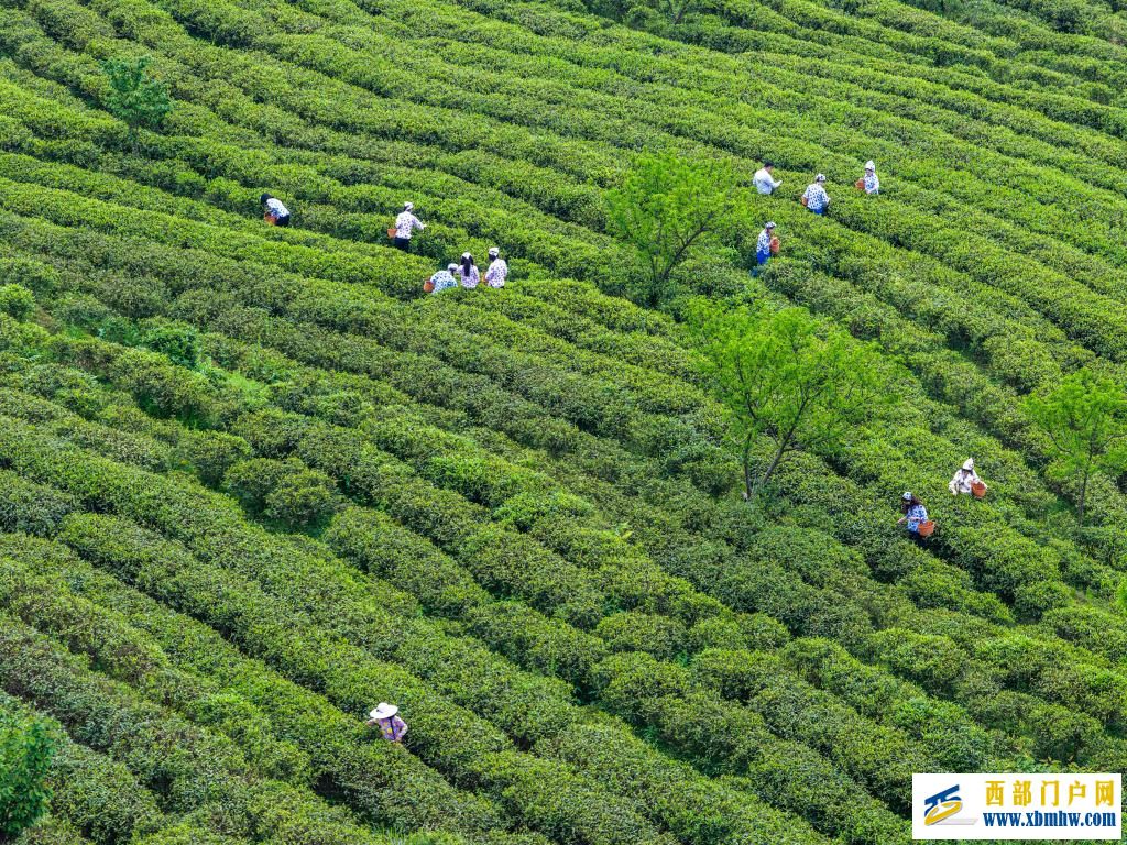 重庆丰都:千年茶乡抢春时(图1) 重庆丰都:千年茶乡抢春时(图1)