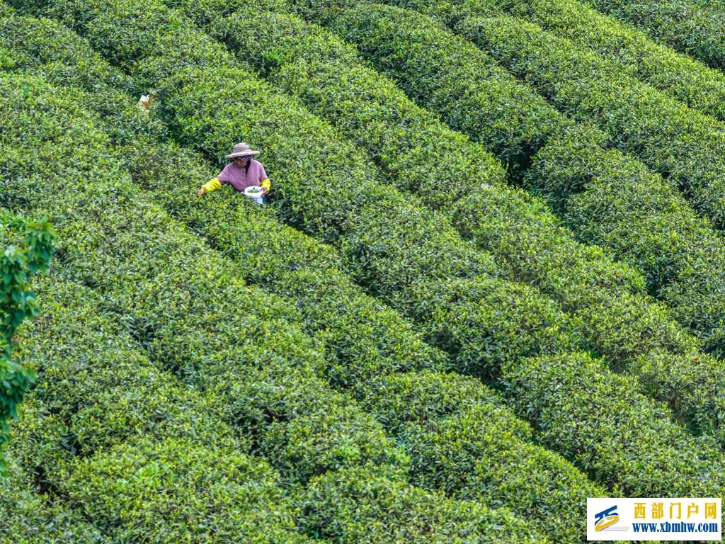 重庆丰都:千年茶乡抢春时(图3) 重庆丰都:千年茶乡抢春时(图3)