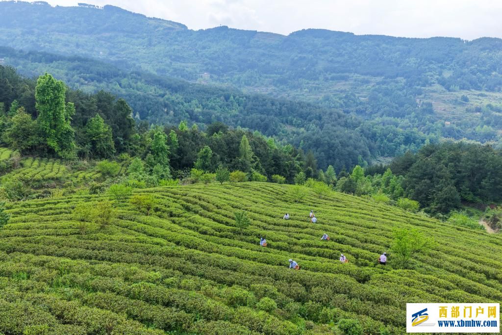 重庆丰都:千年茶乡抢春时(图2) 重庆丰都:千年茶乡抢春时(图2)