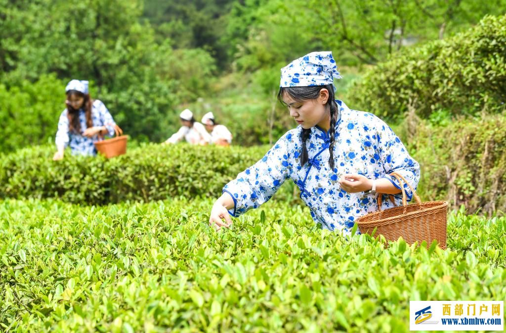 重庆丰都:千年茶乡抢春时(图6) 重庆丰都:千年茶乡抢春时(图6)