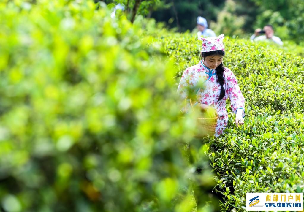 重庆丰都:千年茶乡抢春时(图7) 重庆丰都:千年茶乡抢春时(图7)