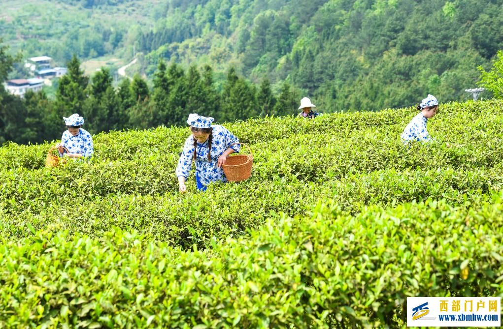 重庆丰都:千年茶乡抢春时(图5) 重庆丰都:千年茶乡抢春时(图5)