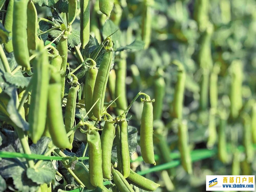 “云豌118”夯实豌豆产业“芯”基石(图1) “云豌118”夯实豌豆产业“芯”基石(图1)